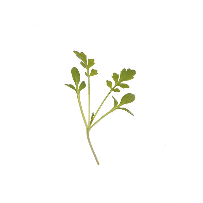 Cress, Cressida (30g)