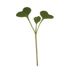 Brócoli (30g)