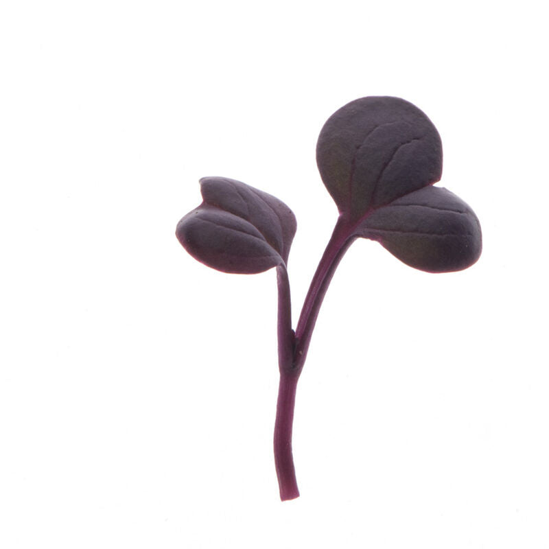 Rábano (30g)