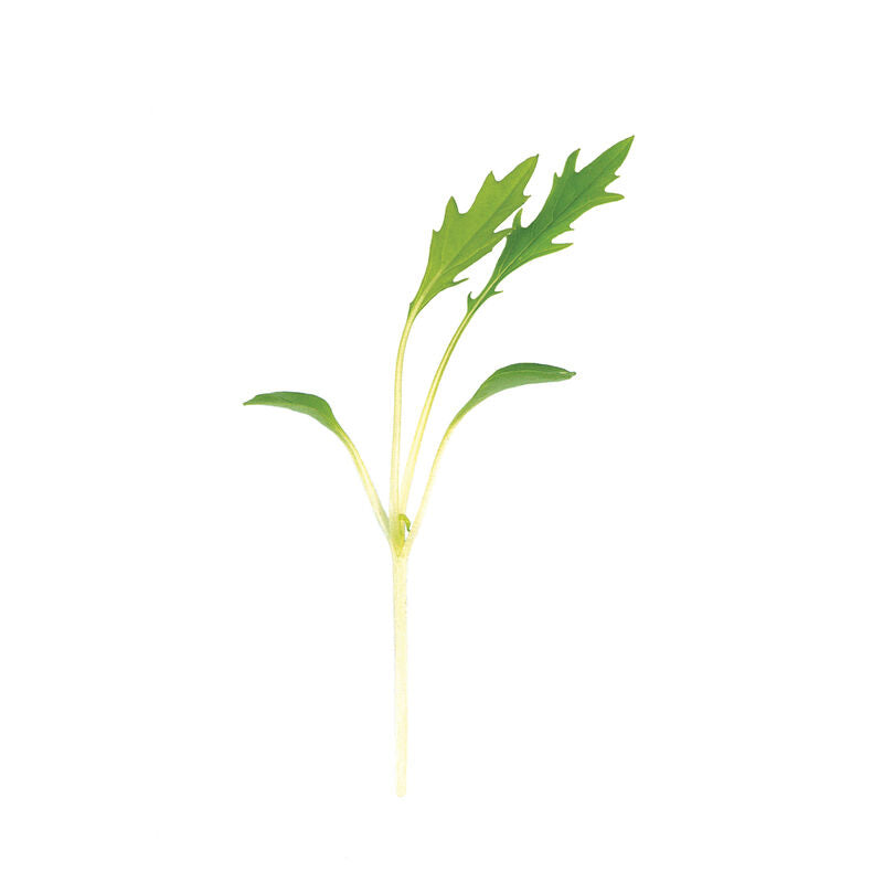 Mizuna (30g)