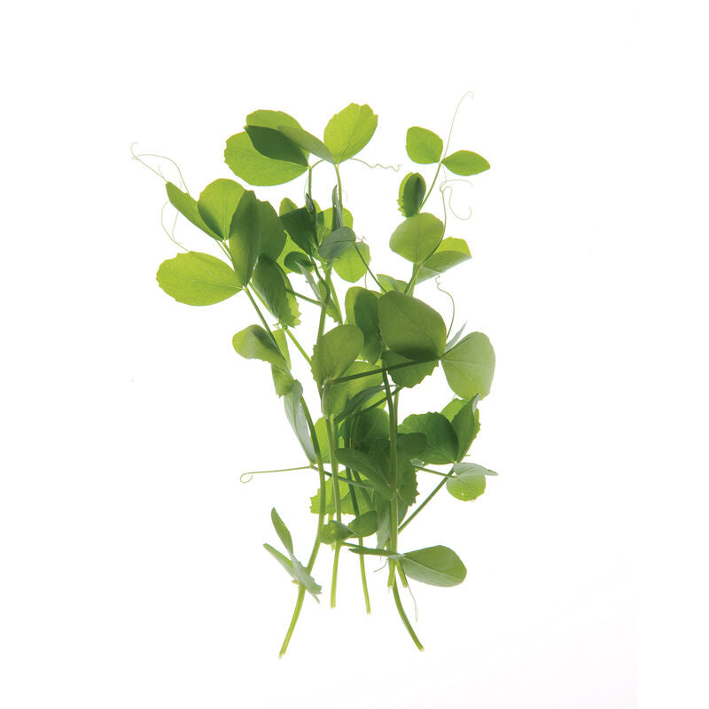 Fiel Pea (100g)