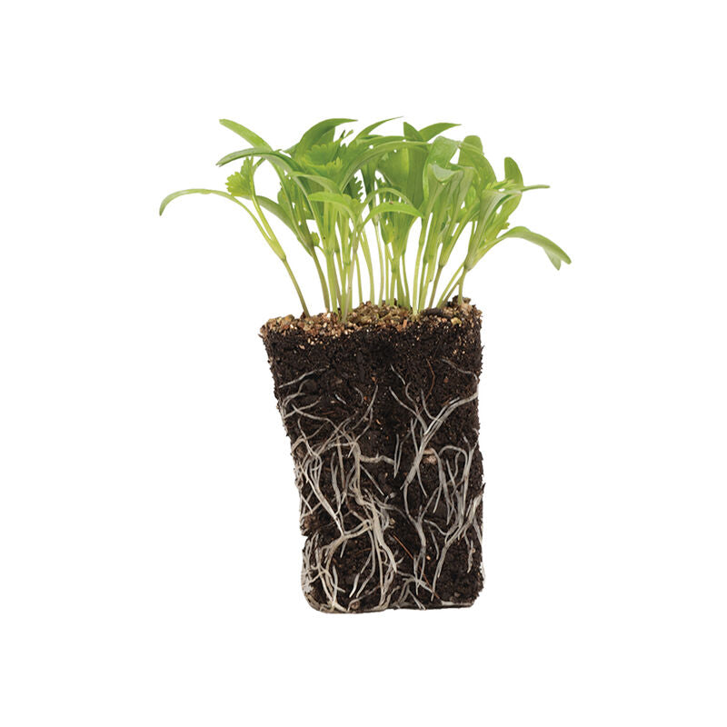 Cilantro (30g)