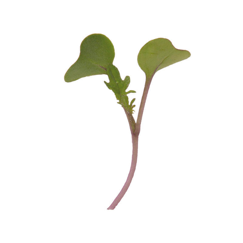 Kale (30g)