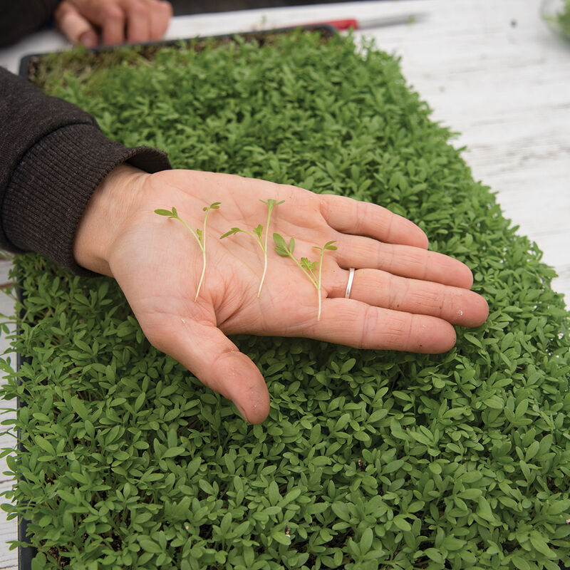 Cress, Cressida (30g)