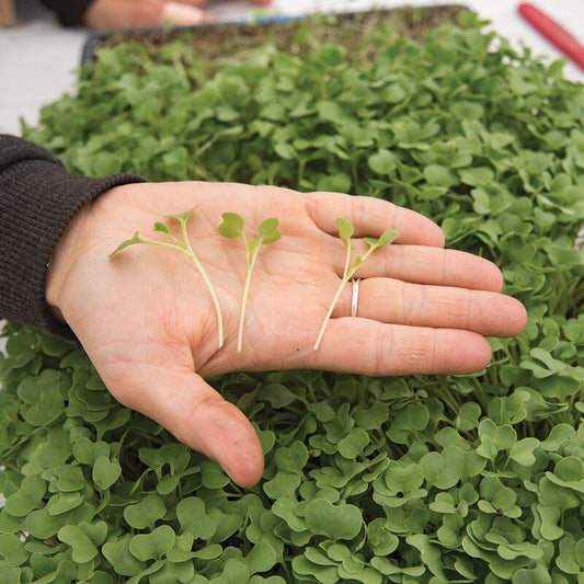 Brócoli (30g)