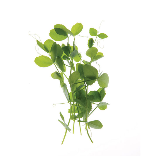 Fiel Pea (100g)