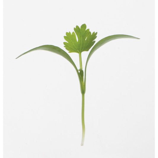 Cilantro (30g)