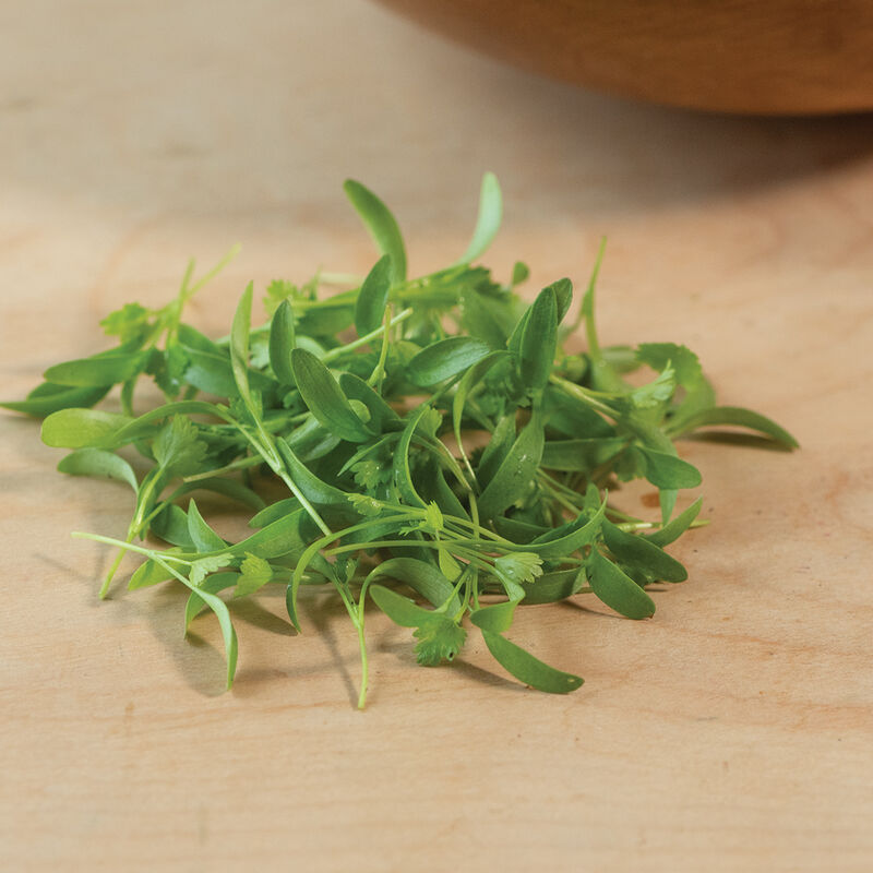 Cilantro (30g)