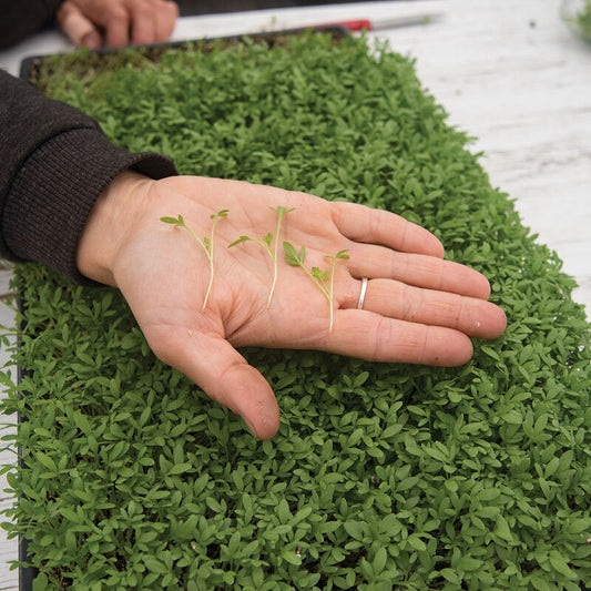 Cress, Cressida (30g)