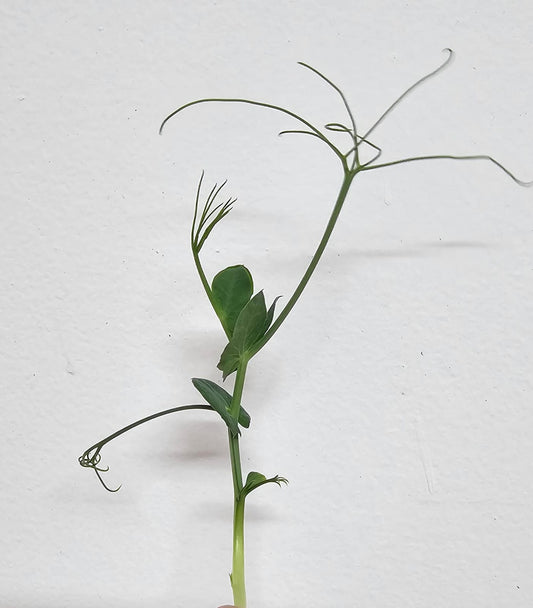 Chícharo Despeinado (60g)